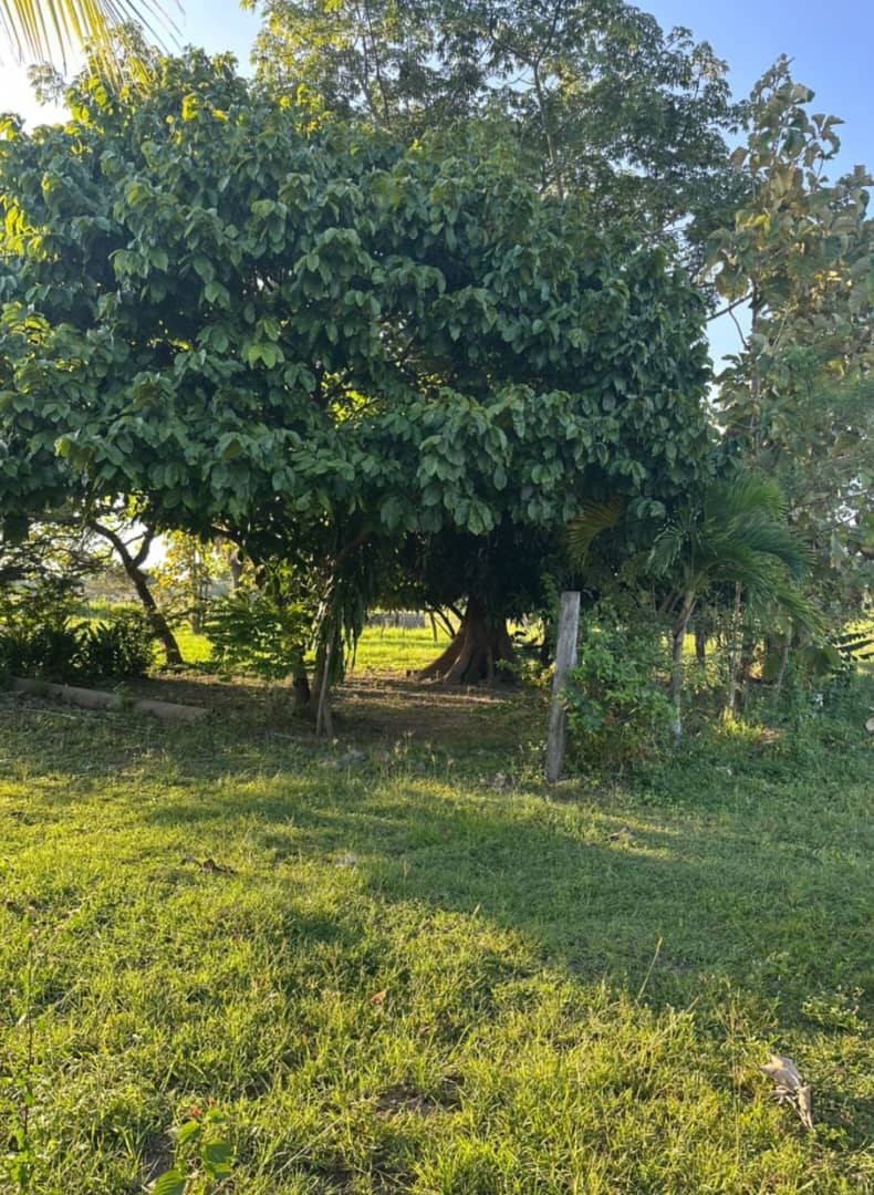 En Venta Parcela con bonita Casa ubicada en Guanare, Parcelamiento La Libertad, Guanare, Portuguesa, Venezuela - Imagen 7