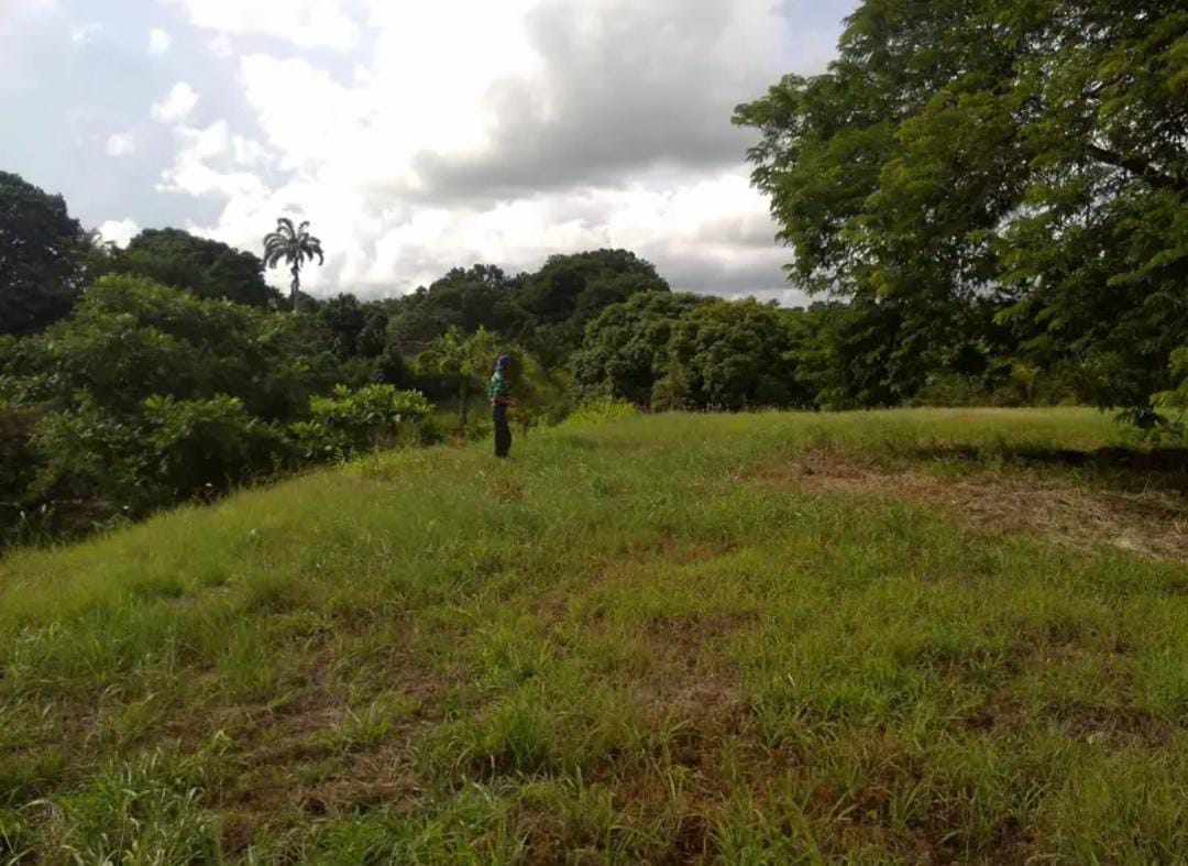 En Venta Parcela de Terreno ubicada en Guanare, Sector Las Flores, la Y, Cerrito Verde, Guanare, Portuguesa, Venezuela - Imagen 11