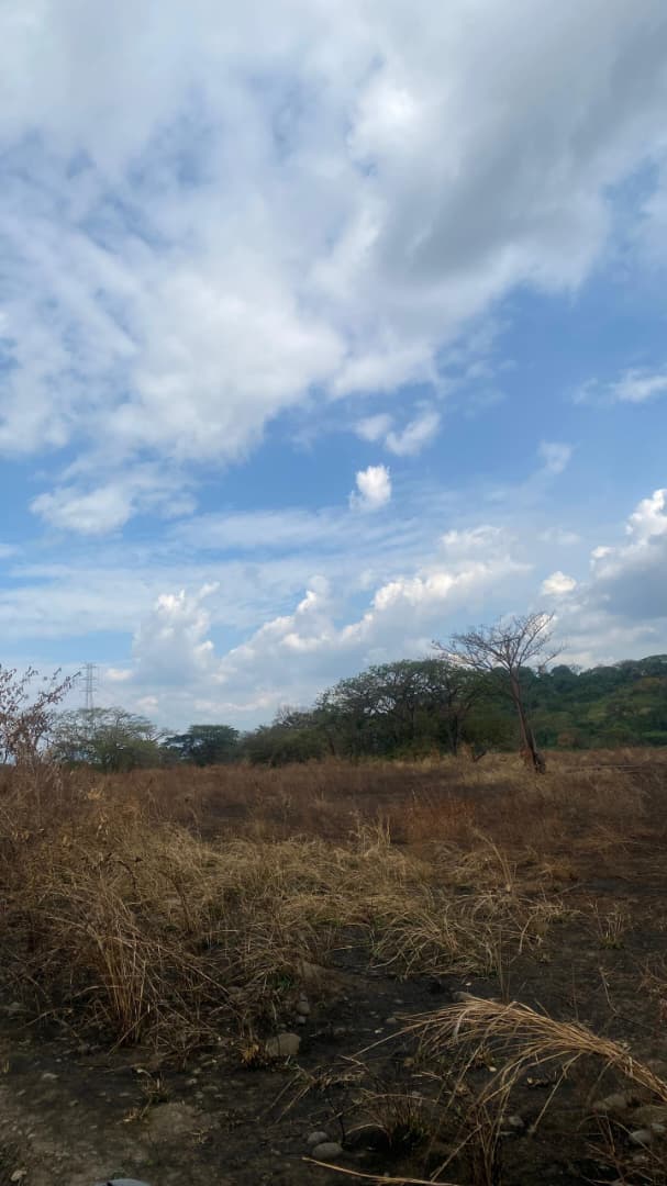 En Venta Parcela de 17,77 HA ubicada en Guanare, Sector La Colonia Agrícola, Parte Alta, Guanare, Portuguesa, Venezuela - Imagen 7