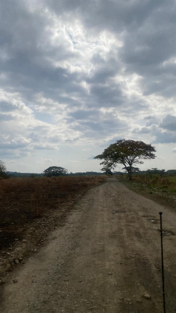 En Venta Parcela de 17,77 HA ubicada en Guanare, Sector La Colonia Agrícola, Parte Alta, Guanare, Portuguesa, Venezuela - Imagen 8