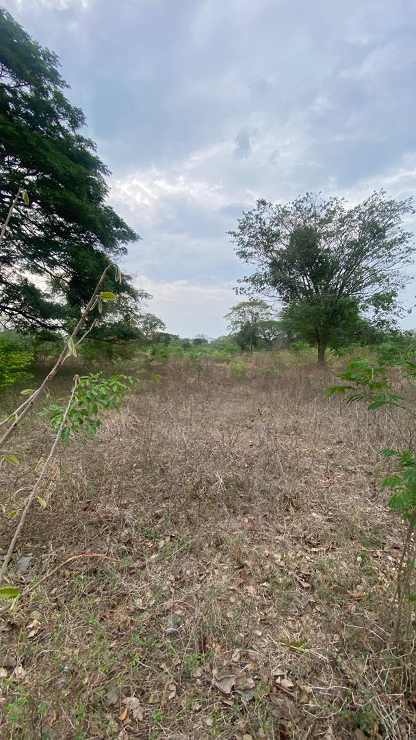 En Venta Finca de 103 Hectáreas ubicada en Papelón, Sector El Maceo, Papelón, Portuguesa, Venezuela - Imagen 18