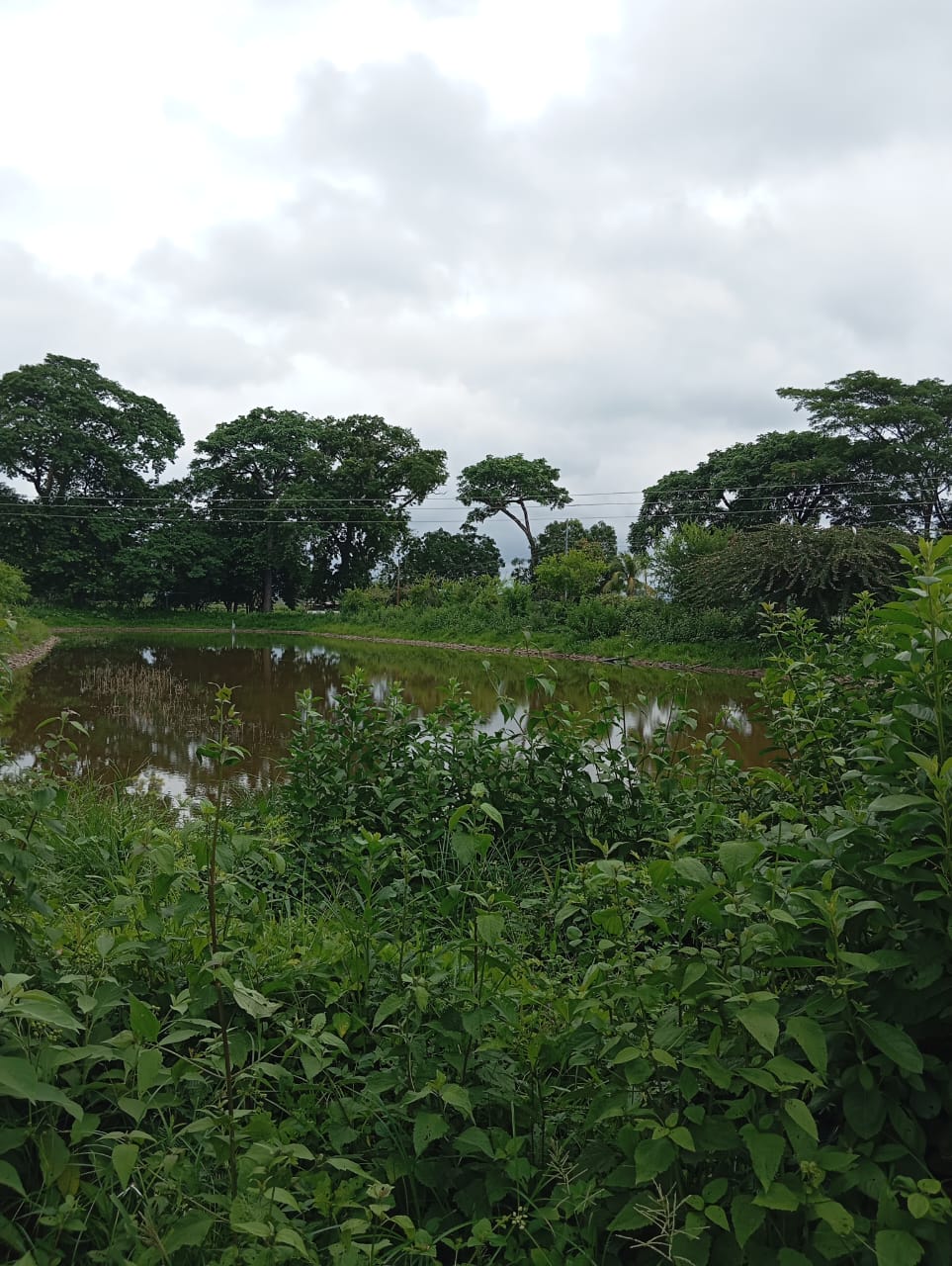 En Venta Parcela ubicada en Guanare, Suruguapo Asentamiento Media Luna, Sector Los Alambres, Guanare, Portuguesa, Venezuela - Imagen 14