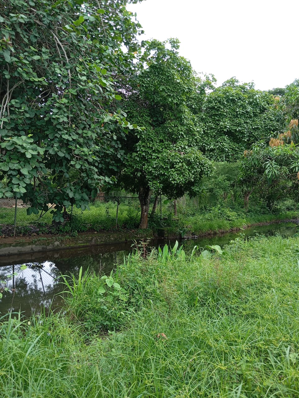 En Venta Parcela ubicada en Guanare, Suruguapo Asentamiento Media Luna, Sector Los Alambres, Guanare, Portuguesa, Venezuela - Imagen 16
