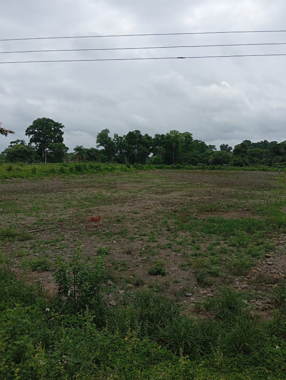 En Venta Parcela ubicada en Guanare, Suruguapo Asentamiento Media Luna, Sector Los Alambres, Guanare, Portuguesa, Venezuela - Imagen 21