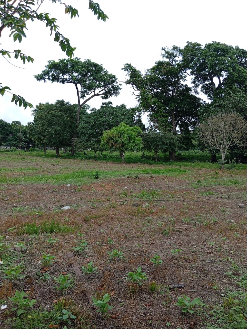 En Venta Parcela ubicada en Guanare, Suruguapo Asentamiento Media Luna, Sector Los Alambres, Guanare, Portuguesa, Venezuela - Imagen 11