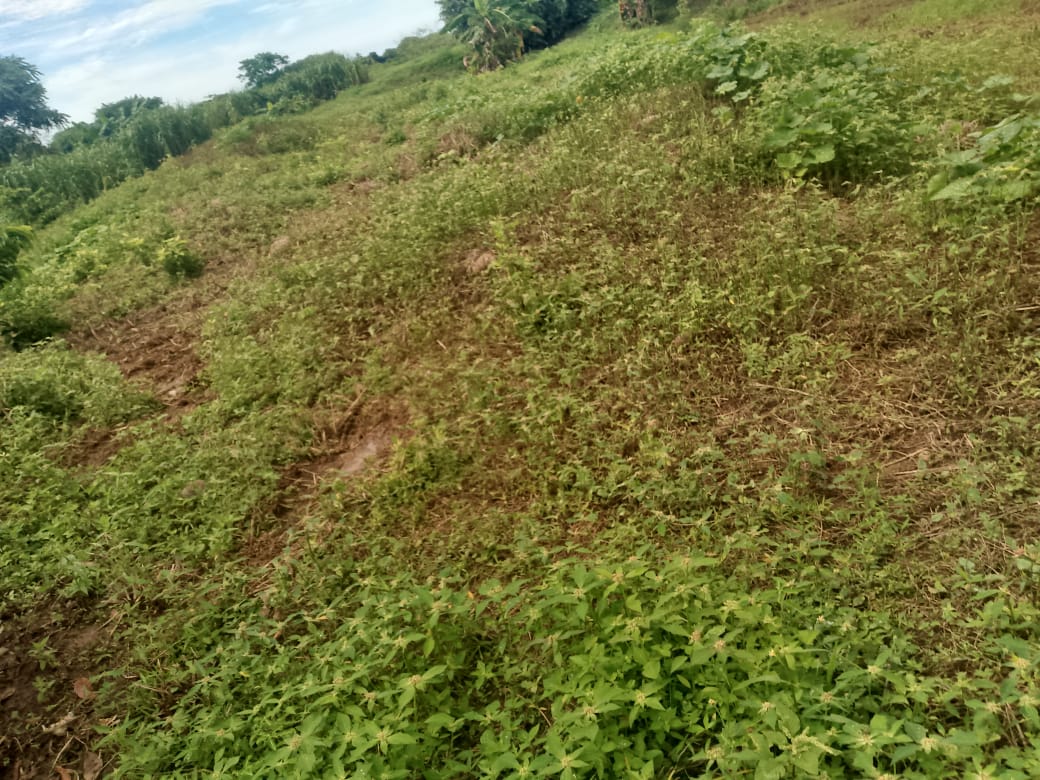En Venta Parcela de 3 Ha con Bienhechurías ubicada en Guanare, Colinas de Italven parte baja, Calle Principal, Sector Los Canales, a 2km de la Av. Bicentenaria, Guanare, Portuguesa, Venezuela - Imagen 3