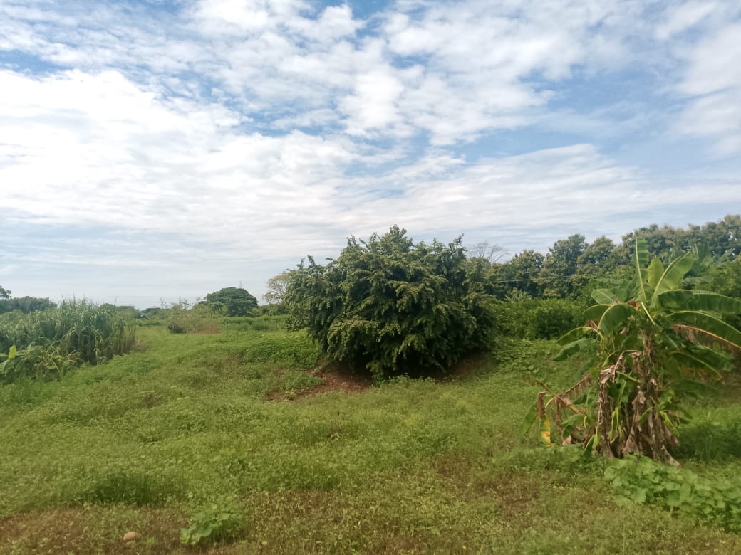 En Venta Parcela de 3 Ha con Bienhechurías ubicada en Guanare, Colinas de Italven parte baja, Calle Principal, Sector Los Canales, a 2km de la Av. Bicentenaria, Guanare, Portuguesa, Venezuela - Imagen 5