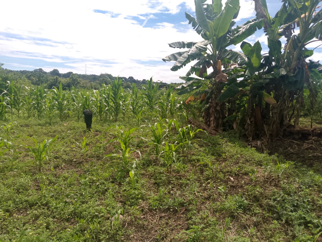 En Venta Parcela de 3 Ha con Bienhechurías ubicada en Guanare, Colinas de Italven parte baja, Calle Principal, Sector Los Canales, a 2km de la Av. Bicentenaria, Guanare, Portuguesa, Venezuela - Imagen 6