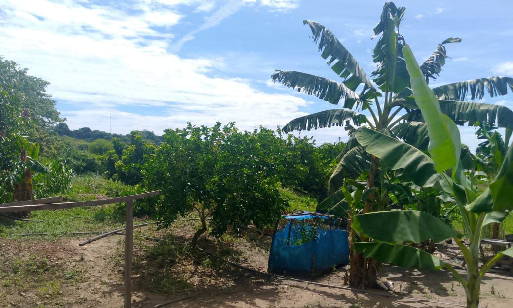 En Venta Parcela de 3 Ha con Bienhechurías ubicada en Guanare, Colinas de Italven parte baja, Calle Principal, Sector Los Canales, a 2km de la Av. Bicentenaria, Guanare, Portuguesa, Venezuela - Imagen 8