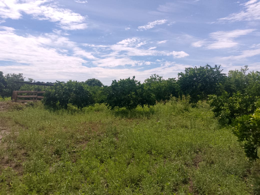 En Venta Parcela de 3 Ha con Bienhechurías ubicada en Guanare, Colinas de Italven parte baja, Calle Principal, Sector Los Canales, a 2km de la Av. Bicentenaria, Guanare, Portuguesa, Venezuela - Imagen 9