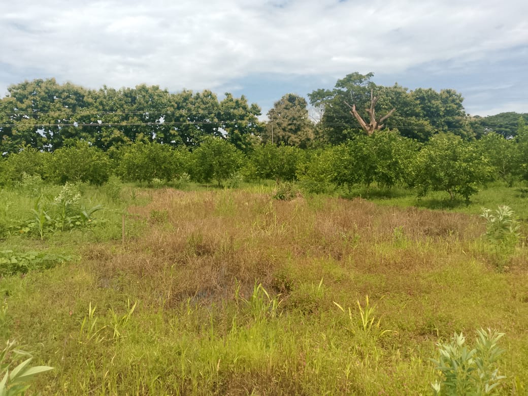 En Venta Parcela de 3 Ha con Bienhechurías ubicada en Guanare, Colinas de Italven parte baja, Calle Principal, Sector Los Canales, a 2km de la Av. Bicentenaria, Guanare, Portuguesa, Venezuela - Imagen 10