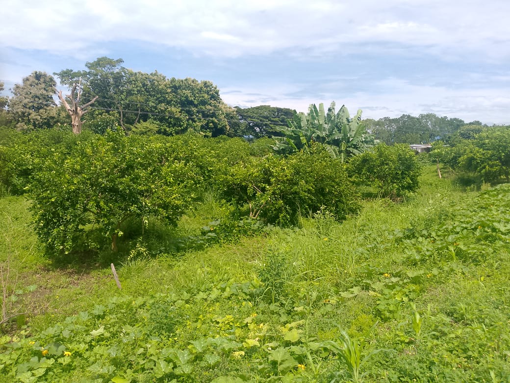 En Venta Parcela de 3 Ha con Bienhechurías ubicada en Guanare, Colinas de Italven parte baja, Calle Principal, Sector Los Canales, a 2km de la Av. Bicentenaria, Guanare, Portuguesa, Venezuela - Imagen 16