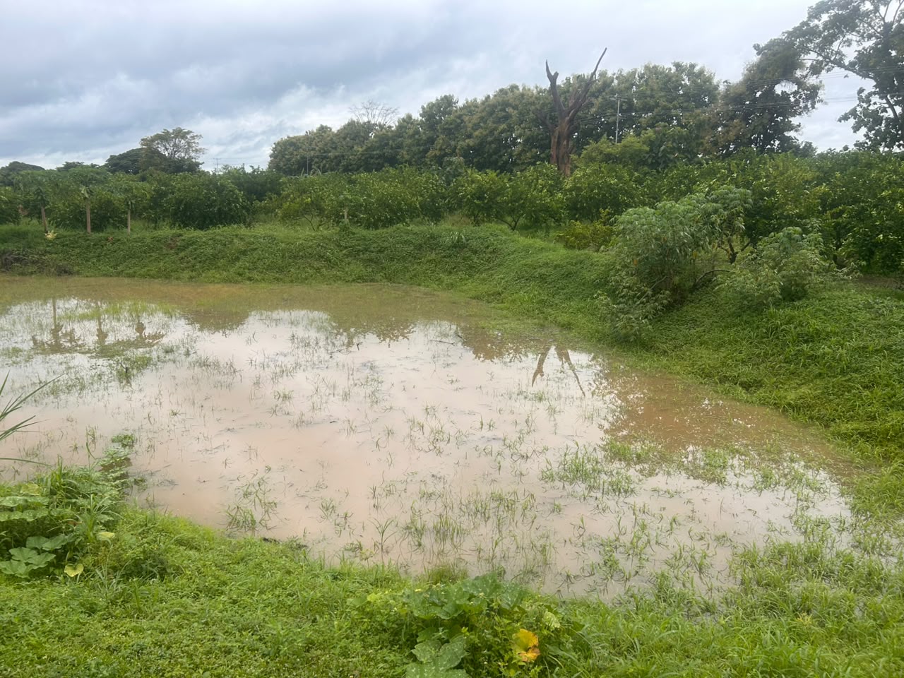 En Venta Parcela de 3 Ha con Bienhechurías ubicada en Guanare, Colinas de Italven parte baja, Calle Principal, Sector Los Canales, a 2km de la Av. Bicentenaria, Guanare, Portuguesa, Venezuela - Imagen 25