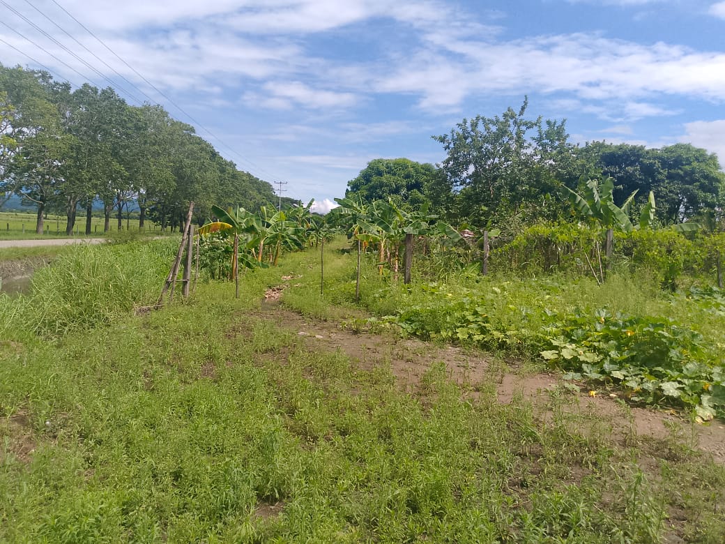 En Venta Parcela de 3 Ha con Bienhechurías ubicada en Guanare, Colinas de Italven parte baja, Calle Principal, Sector Los Canales, a 2km de la Av. Bicentenaria, Guanare, Portuguesa, Venezuela - Imagen 2